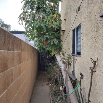 Green's Tree & Landscaping Care - Before - The leaning papaya tree and many other unwanted plants. - Tree Services Near Me - South Gate, California