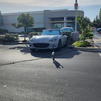 AutoProFilms Clear Bra - Even Cats Likes The Film - Car Window Tinting Near Me - Belmont, California