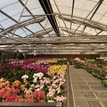 Norman's Nursery - Lots of varieties - Nurseries & Gardening Near Me - San Gabriel, California Norman's Nursery - Lots of varieties - Nurseries & Gardening Near Me - San Gabriel, California