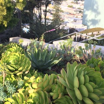 Hidden Garden Steps - Succulents garden on top - Public Art Near Me - San Francisco, California Hidden Garden Steps - Succulents garden on top - Public Art Near Me - San Francisco, California