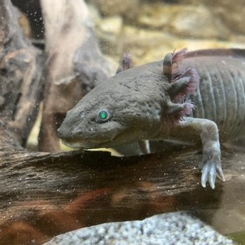 Adventure Aquarium - Axolotl - Aquariums Near Me - Camden, New Jersey Adventure Aquarium - Axolotl - Aquariums Near Me - Camden, New Jersey