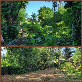 Canopy Tree Care - Tree Services Near Me - tallahassee, Florida Canopy Tree Care - Tree Services Near Me - tallahassee, Florida