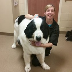 Shadow's Professional Pet Grooming