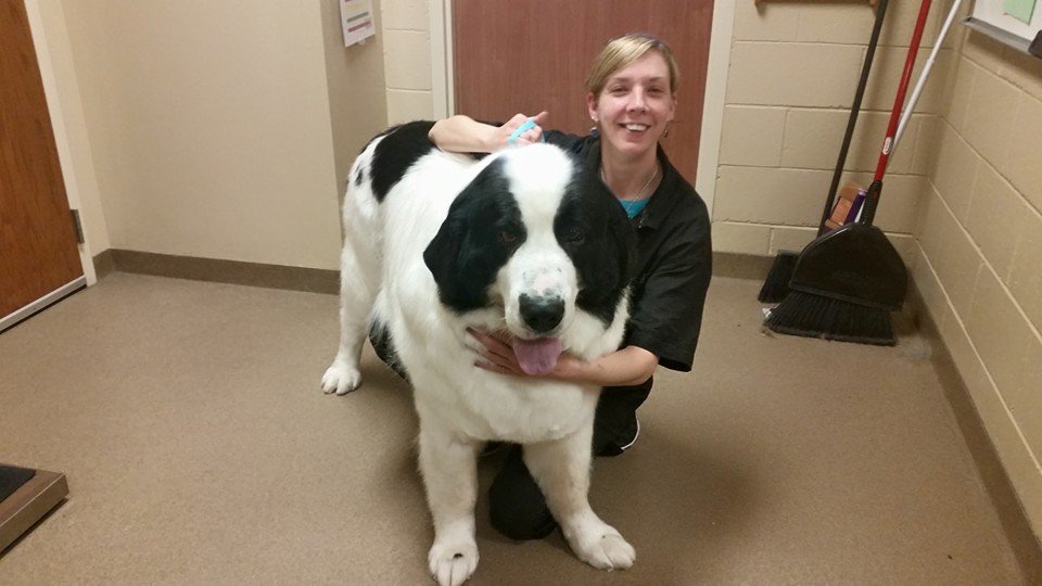 Shadow's Professional Pet Grooming - pet boarding facility in Mukwonago, WI