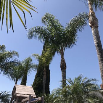 Premier Tree Experts - After: Trimmed queen palms - Tree Services Near Me - Orange, California Premier Tree Experts - After: Trimmed queen palms - Tree Services Near Me - Orange, California