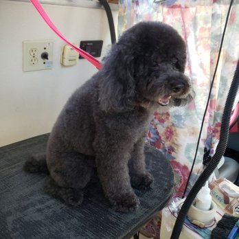 S S Clipper Mobile - Ready to party! - Pet Groomers Near Me S S Clipper Mobile - Ready to party! - Pet Groomers Near Me