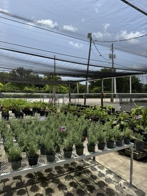 Rorabeck's Plants & Produce Inc by null