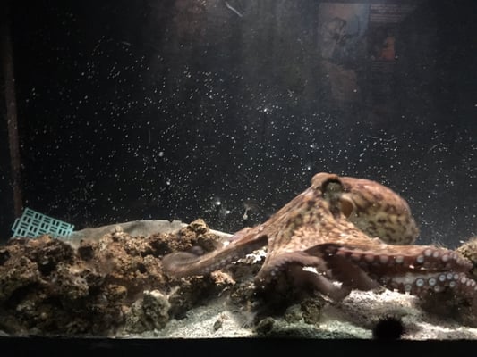 Acquario di Livorno by null