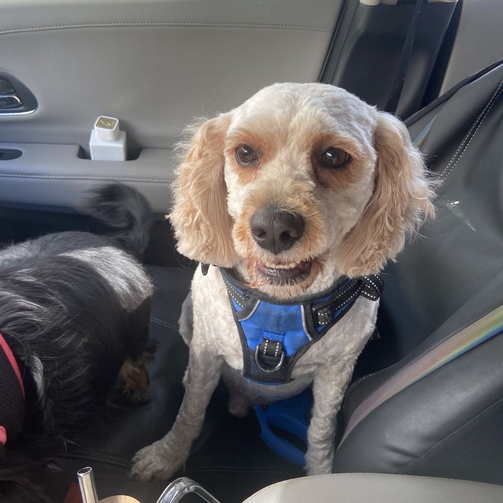 A Pet Parlor - You always do a wonderful job - Pet Groomers Near Me - Lynnwood, Washington A Pet Parlor - You always do a wonderful job - Pet Groomers Near Me - Lynnwood, Washington