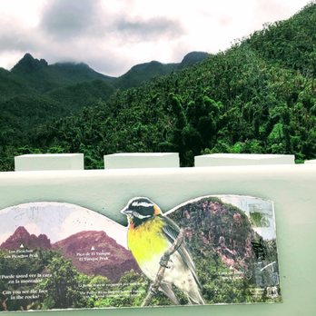 El Yunque Rainforest - View from the top of the Yokahu Observation Tower - Hiking Near Me - Luquillo, Puerto Rico