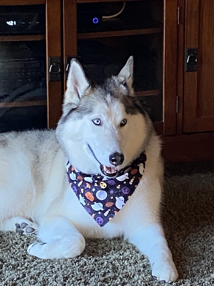 SHELDON ROAD GROOMERS 68 Photos & 51 Reviews 8400 Sheldon Rd, Elk