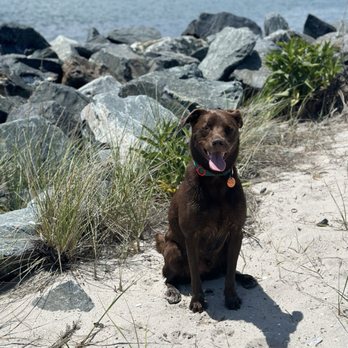 North Shore Obedience & Behavioral Training - Dog - Pet Training Near Me North Shore Obedience & Behavioral Training - Dog - Pet Training Near Me