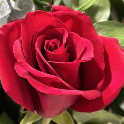 Clores Flowers - Two-day old red roses.