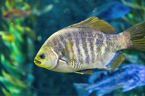 Aquarium of the Bay by null