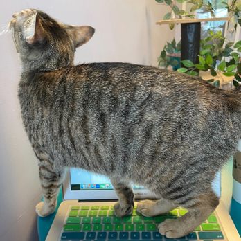 Frabjous Catfe - Cat - Themed Cafes Near Me - Wake Forest, North Carolina