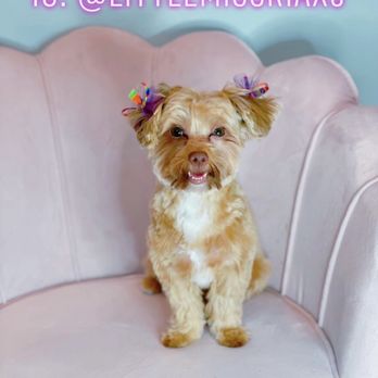 A Decked Out Pet - Happy Ria - Pet Groomers Near Me - North Providence, Rhode Island