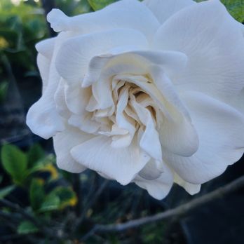 Georgie's Paradise - Nurseries & Gardening Near Me - Miami, Florida