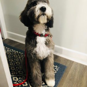 Groomsville Dog Grooming on Yelp