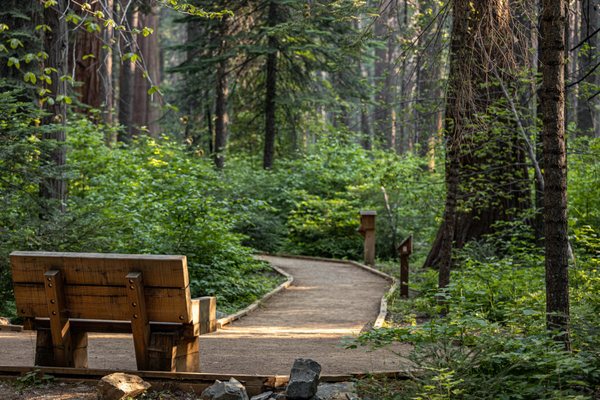 Calaveras Big Trees State Park by null
