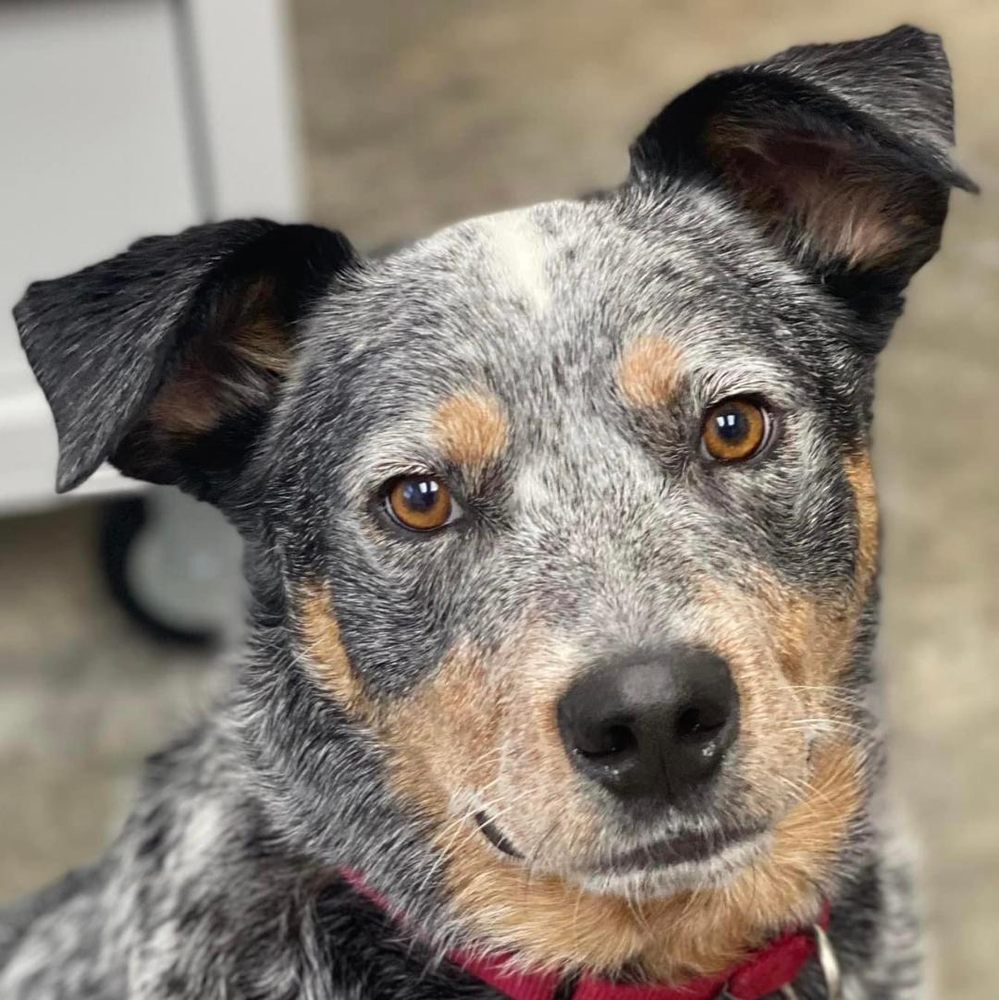 WILLOWCREEK KENNEL Updated September 2024 12 Photos Duluth