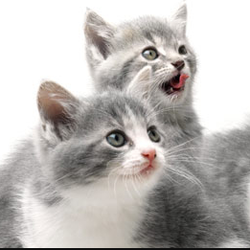 Downsview Veterinary Hospital