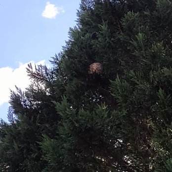 ClearDefense Pest Control - Huge wasp nest! - Pest Control Near Me - Richmond, Virginia ClearDefense Pest Control - Huge wasp nest! - Pest Control Near Me - Richmond, Virginia