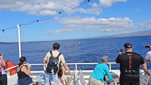 Pacific Whale Foundation by null