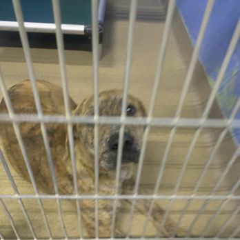 Orange County Animal Services - Another beautiful dog at there facility - Animal Shelters Near Me - Orlando, Florida Orange County Animal Services - Another beautiful dog at there facility - Animal Shelters Near Me - Orlando, Florida