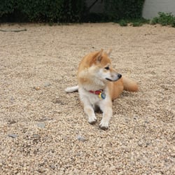 Hunter's Point Dog Park - Penny baby enjoying her freedom outside.