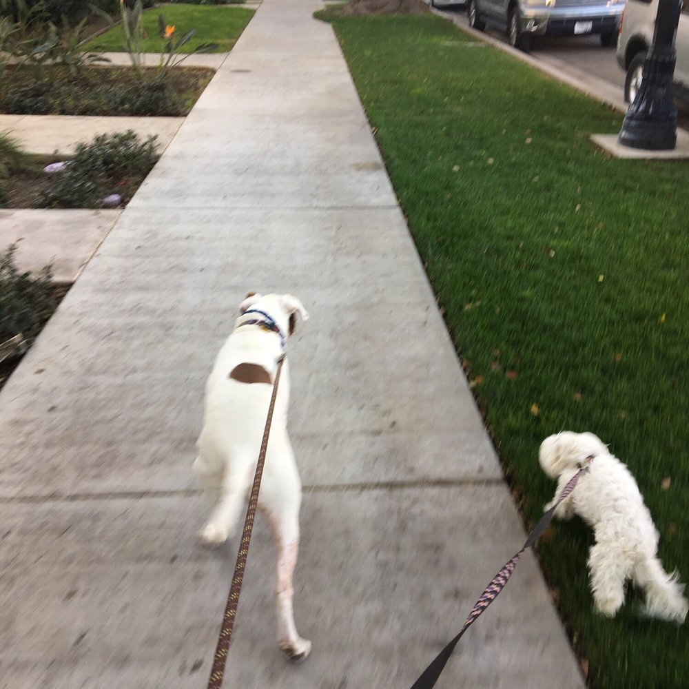 Nala's World - Dog Walkers Near Me Nala's World - Dog Walkers Near Me