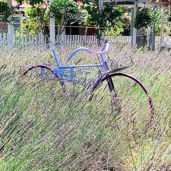 Pine Creek Canyon Lavender Farm - Farms Near Me - Pine, Arizona
