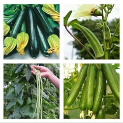 Urban Naturalist - Just a few of what plants you'll find on our $1 plant shelf all summer.  Lots of vegetables to choose from.