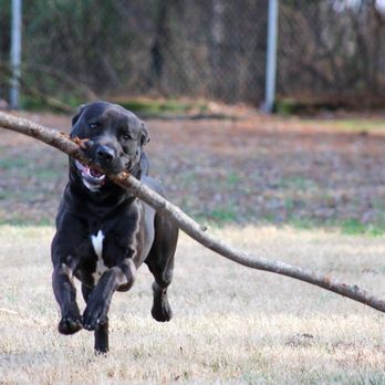 Mccracken County Humane Society - Magnum is speaking softly and carrying a big stick. - Animal Shelters Near Me - Paducah, Kentucky Mccracken County Humane Society - Magnum is speaking softly and carrying a big stick. - Animal Shelters Near Me - Paducah, Kentucky