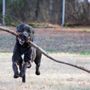 Photo of Mccracken County Humane Society