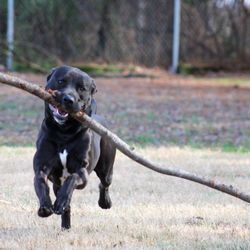Mccracken County Humane Society - Magnum is speaking softly and carrying a big stick.