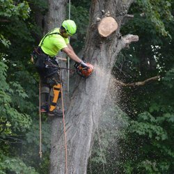 Jameson's Tree & Landscape Company