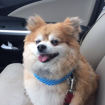 Bark Avenue Pet Salon - Pet Groomers Near Me - Buffalo, New York