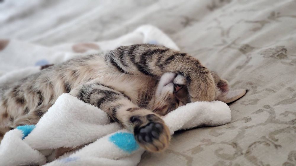 SAN CLEMENTEDANA POINT ANIMAL SHELTER Updated October 2024 91