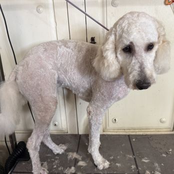 Wiggle Buttz - Pet Groomers Near Me - Apache Junction, Arizona Wiggle Buttz - Pet Groomers Near Me - Apache Junction, Arizona