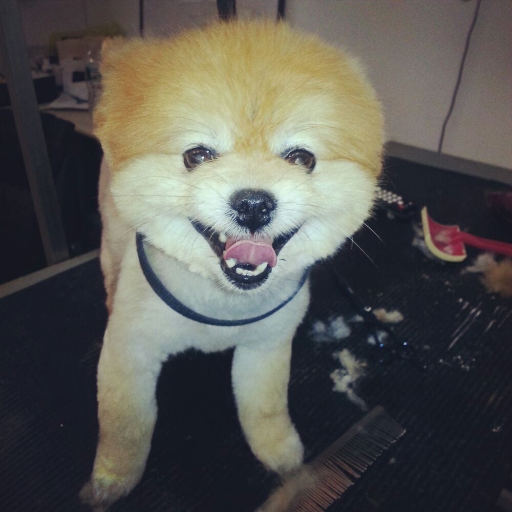 California Pet Grooming Image