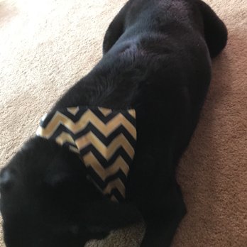 Paw Passion - Pet Groomers Near Me - Sierra Vista, Arizona Paw Passion - Pet Groomers Near Me - Sierra Vista, Arizona