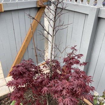 Christianson's Nursery - My half dead Japanese Maple tree. - Nurseries & Gardening Near Me - Mount Vernon, Washington
