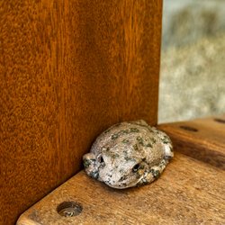 Sedona Views Bed & Breakfast - Our friendly neighborhood toad