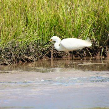 Marine Nature Study Area - Egret - Parks Near Me - Oceanside, New York