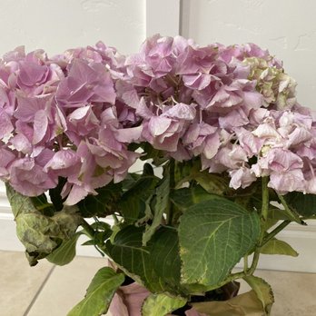 Fleur de Abeille - Plant today - Floral Designers Near Me Fleur de Abeille - Plant today - Floral Designers Near Me