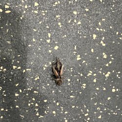 La Quinta by Wyndham Guthrie - Dead insects on floor of gym