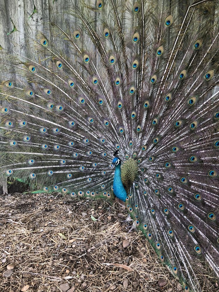 BUTTERNUT FARM 34 Photos & 29 Reviews 195 Meaderboro Rd, Farmington