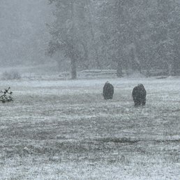 Buffalo Buffalo