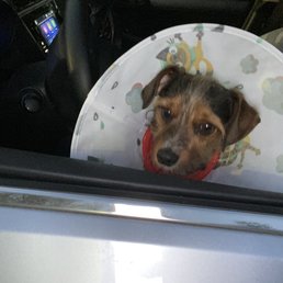 Charlie going home with his ecollar.