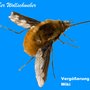 Photo of Wollschweber